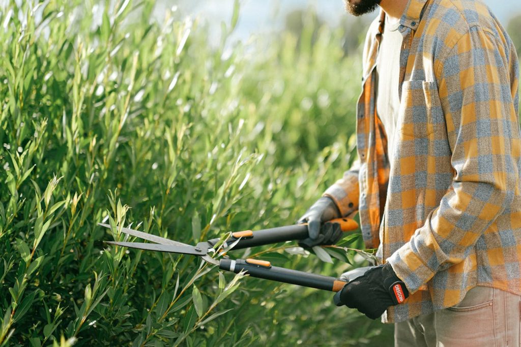 Buxus snoeien: De juiste technieken voor een mooie haag