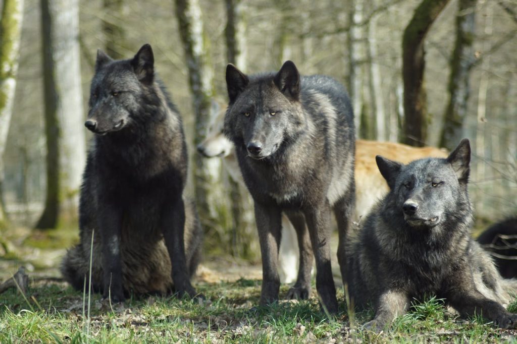 Gevaarlijke honden en wat je moet weten